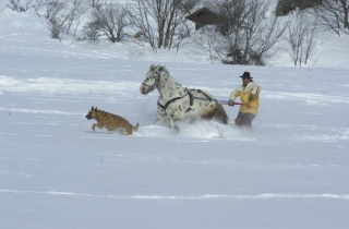  Skijoring at the trot